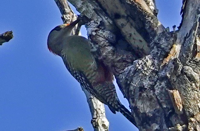 West Indian Woodpecker - ML613746361