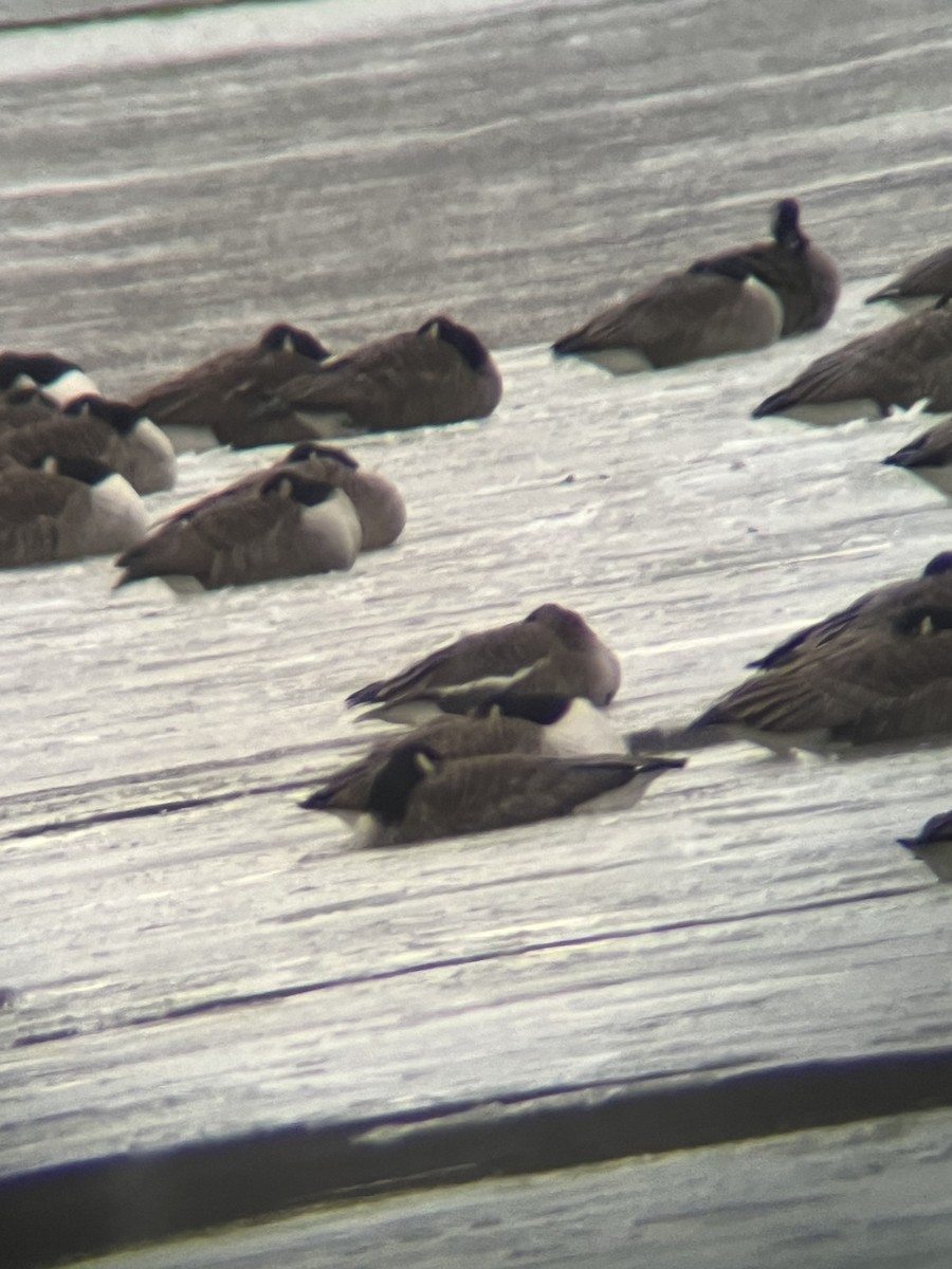 Greater White-fronted Goose - ML613746404