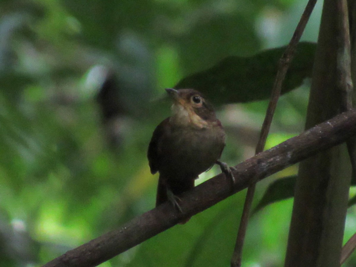 Chiriqui Foliage-gleaner - ML613746432