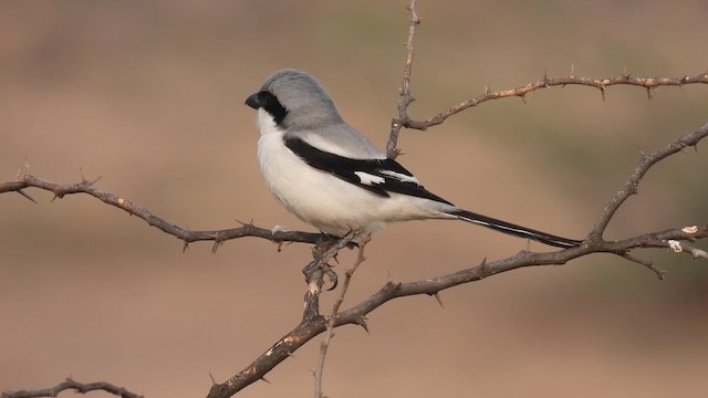 西方灰伯勞 - ML613746499