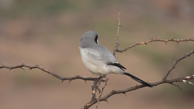 西方灰伯勞 - ML613746500