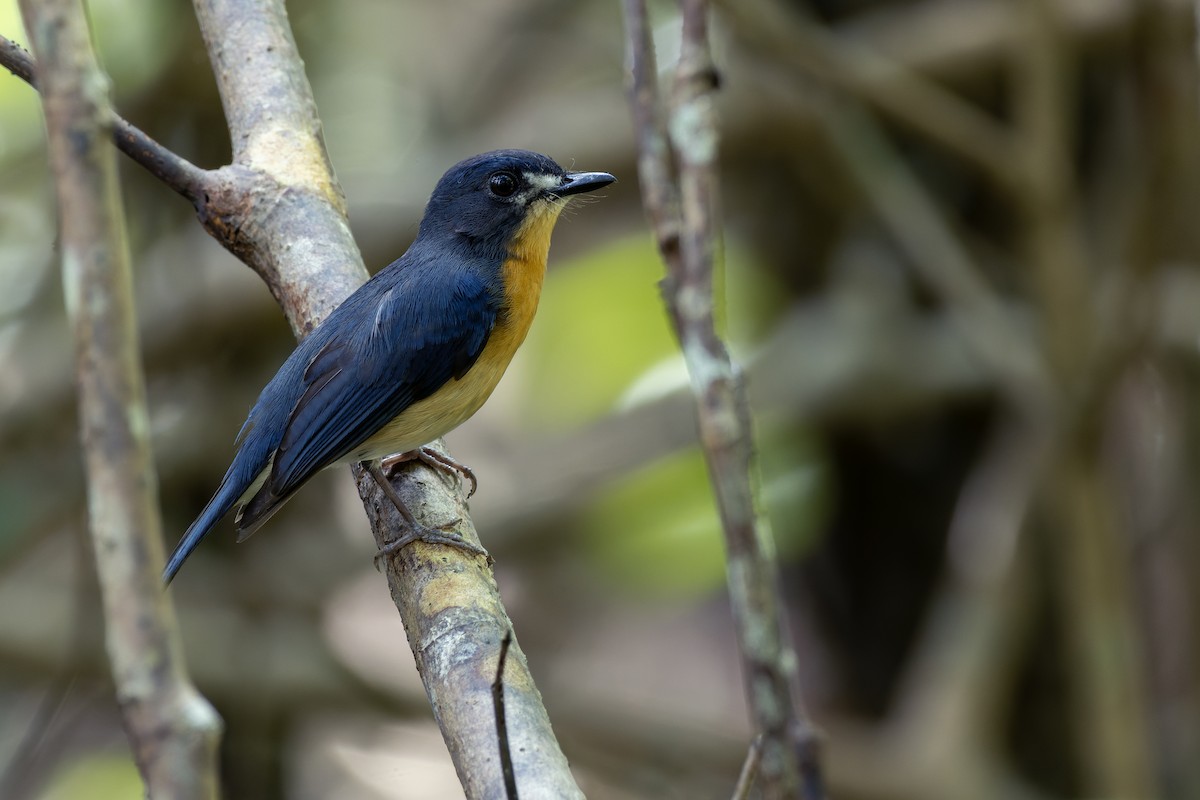 Mangrove Blue Flycatcher - Muangpai Suetrong