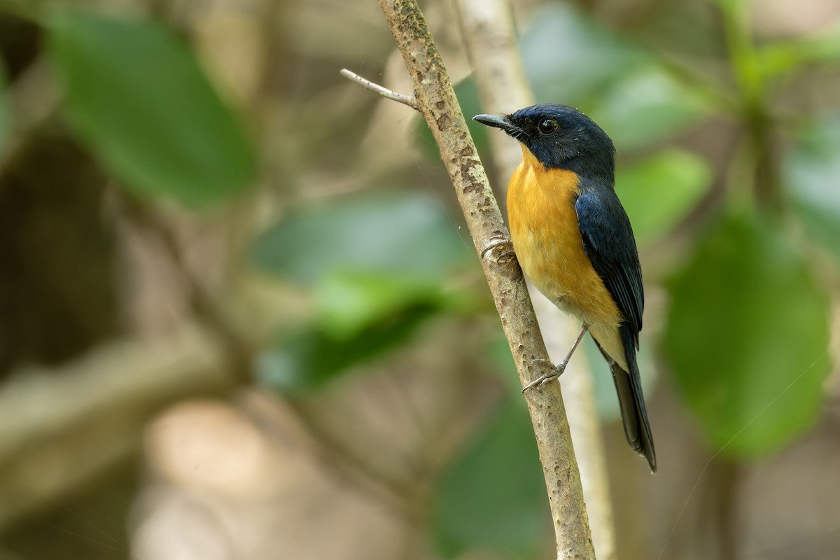 Mangrove Blue Flycatcher - ML613746514