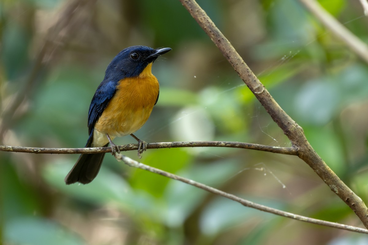 Mangrove Blue Flycatcher - Muangpai Suetrong