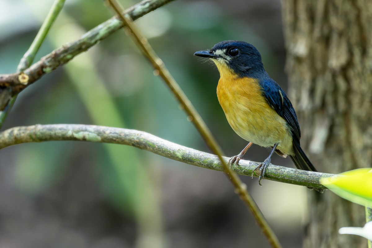 Mangrove Blue Flycatcher - ML613746516