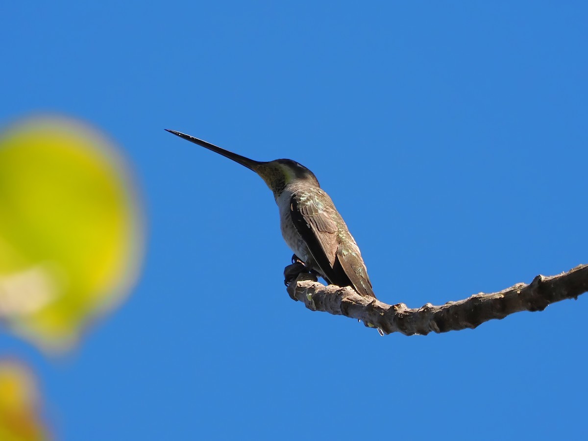 Plain-capped Starthroat - ML613746580