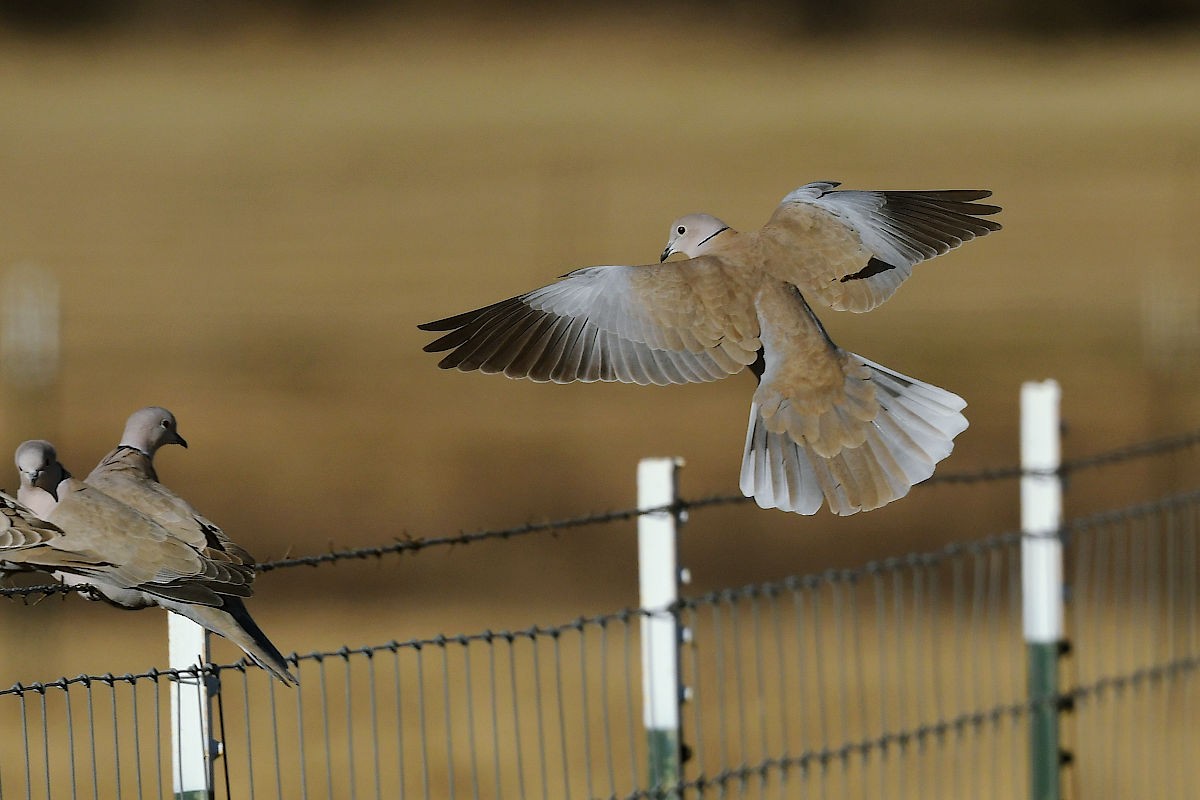 Eurasian Collared-Dove - ML613746591