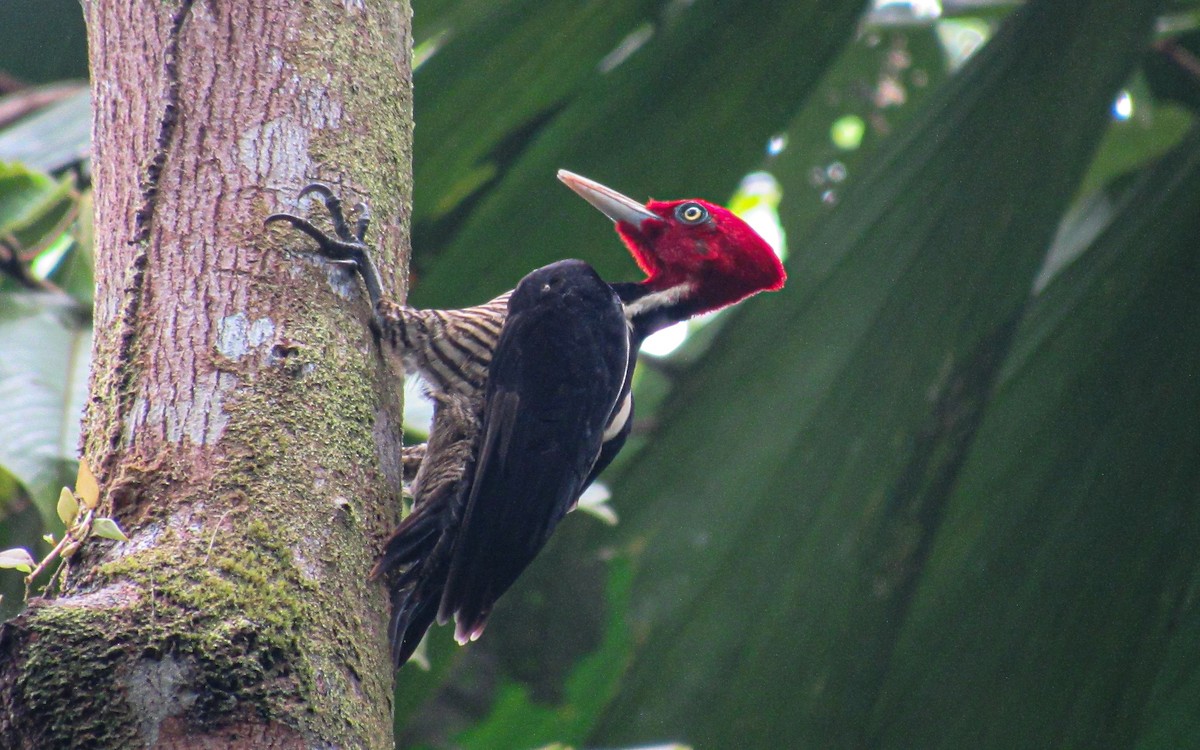 Pale-billed Woodpecker - ML613746618