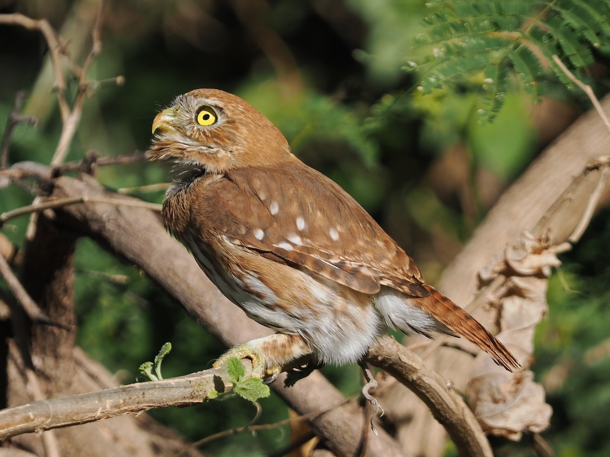 Ferruginous Pygmy-Owl - ML613746620