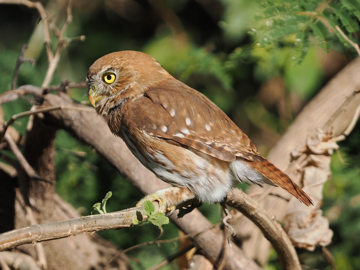 Ferruginous Pygmy-Owl - ML613746621