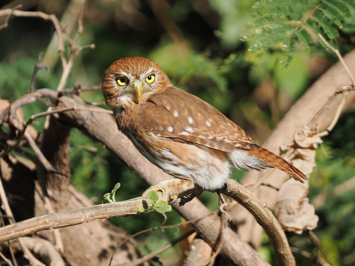 Ferruginous Pygmy-Owl - ML613746622