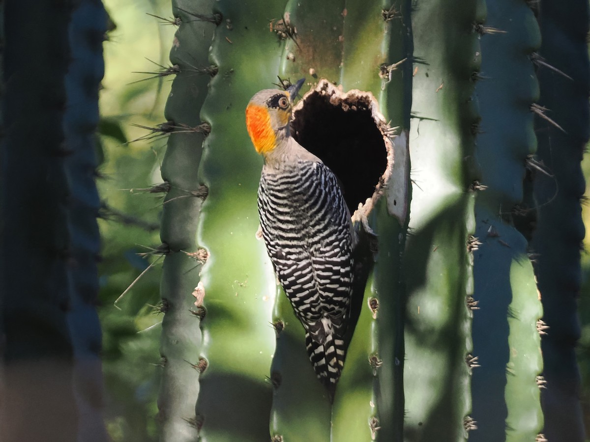 Golden-cheeked Woodpecker - ML613746626