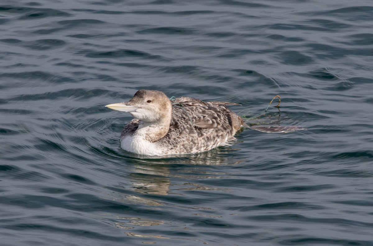 Yellow-billed Loon - ML613746731