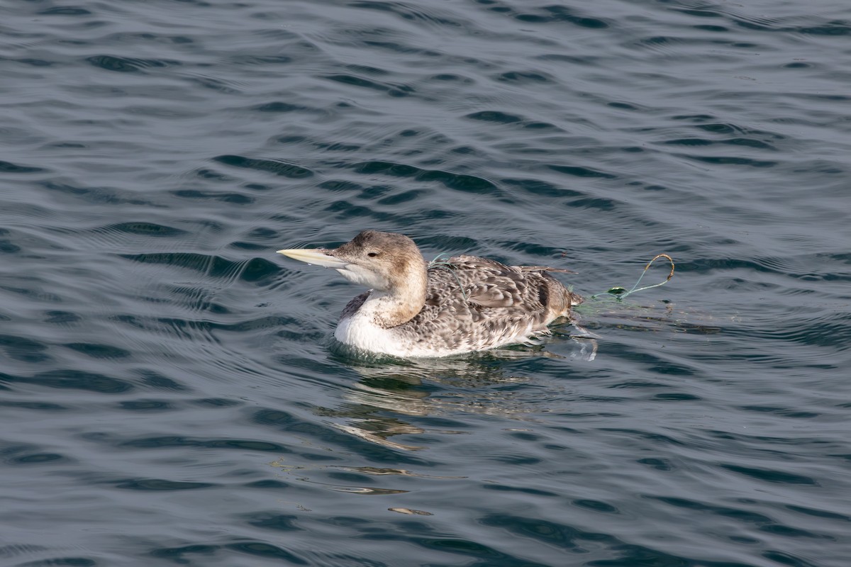 Yellow-billed Loon - ML613746732