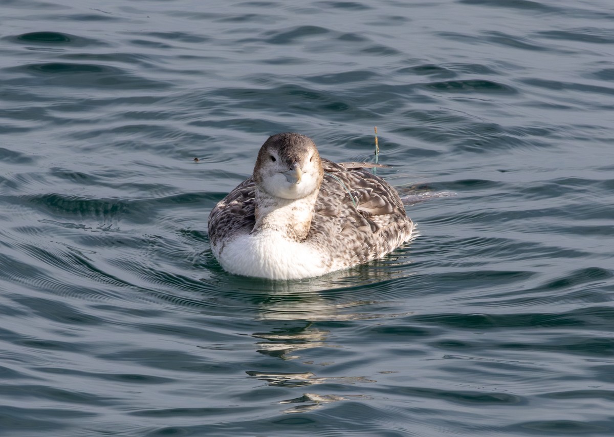Yellow-billed Loon - ML613746733