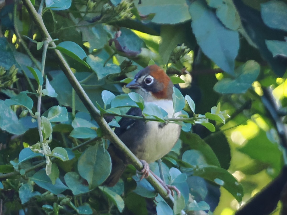 Rusty-crowned Ground-Sparrow - ML613746751