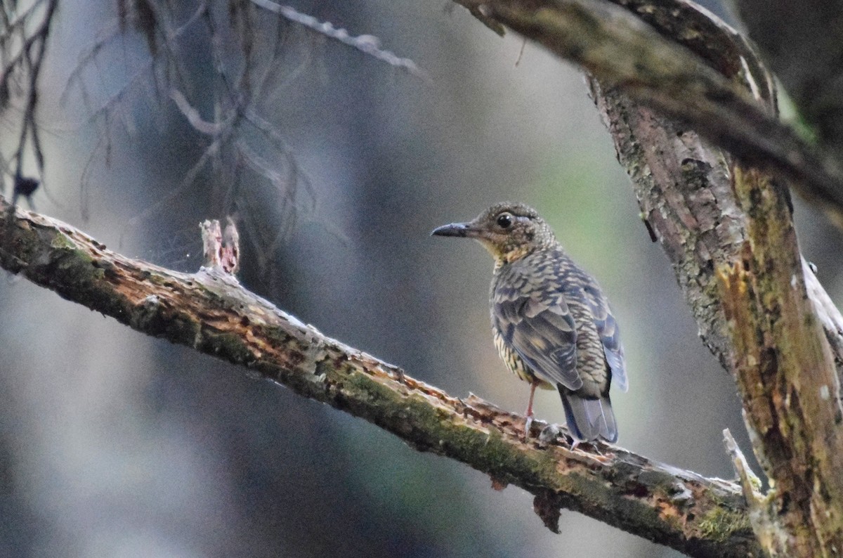 Sri Lanka Thrush - Noyel Mahendra