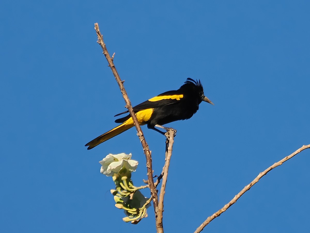 Yellow-winged Cacique - ML613746758