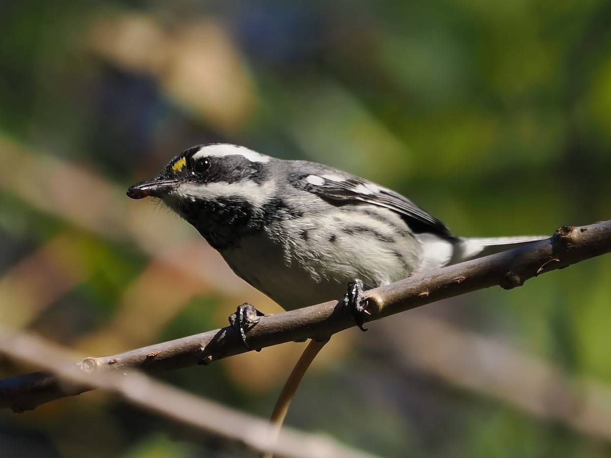 Black-throated Gray Warbler - ML613746777