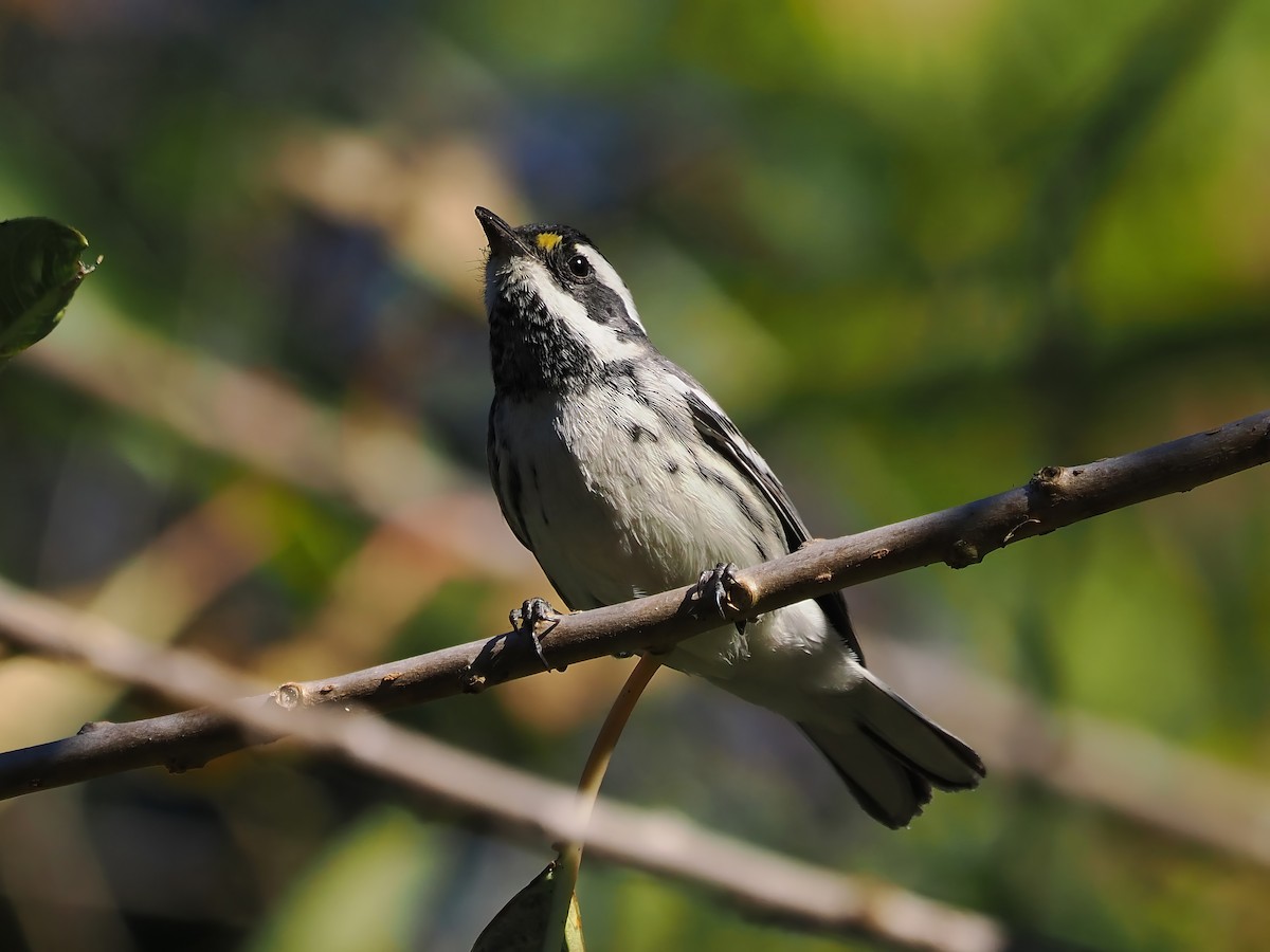 Black-throated Gray Warbler - ML613746778