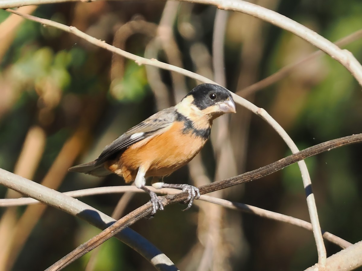 Cinnamon-rumped Seedeater - ML613746820