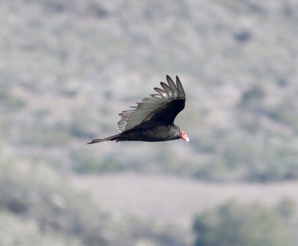 Turkey Vulture - ML613746955