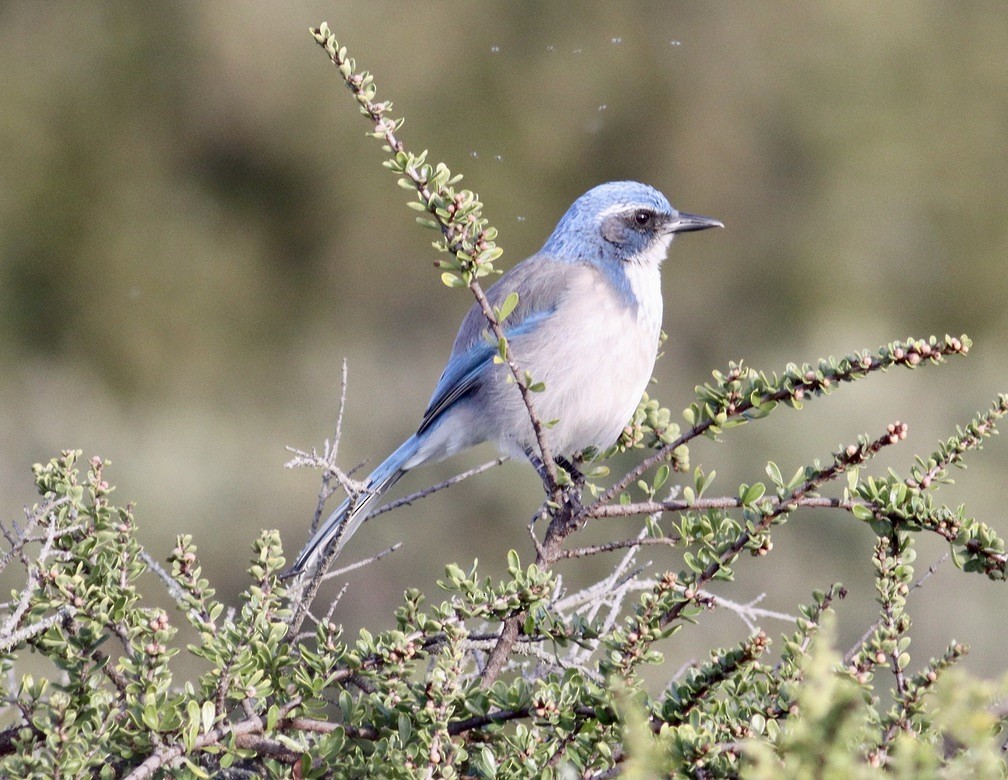 California Scrub-Jay - Ira Blitz