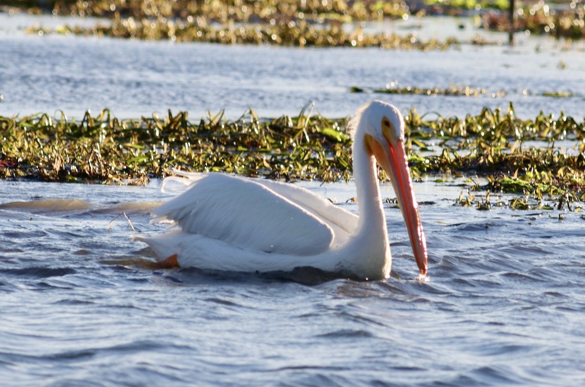 American White Pelican - Ira Blitz