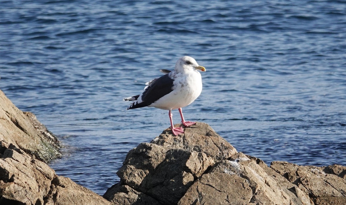 Slaty-backed Gull - Alison Turner