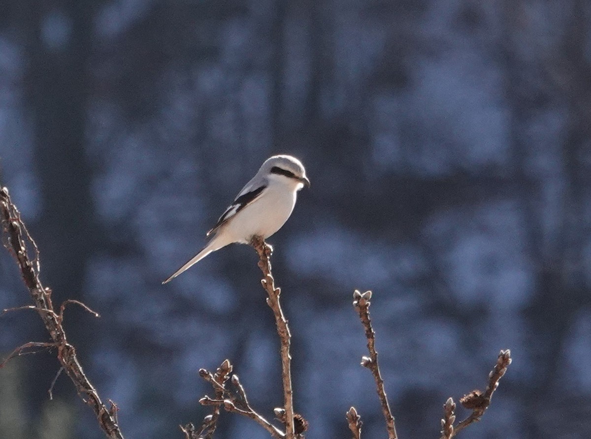 Chinese Gray Shrike - ML613747365