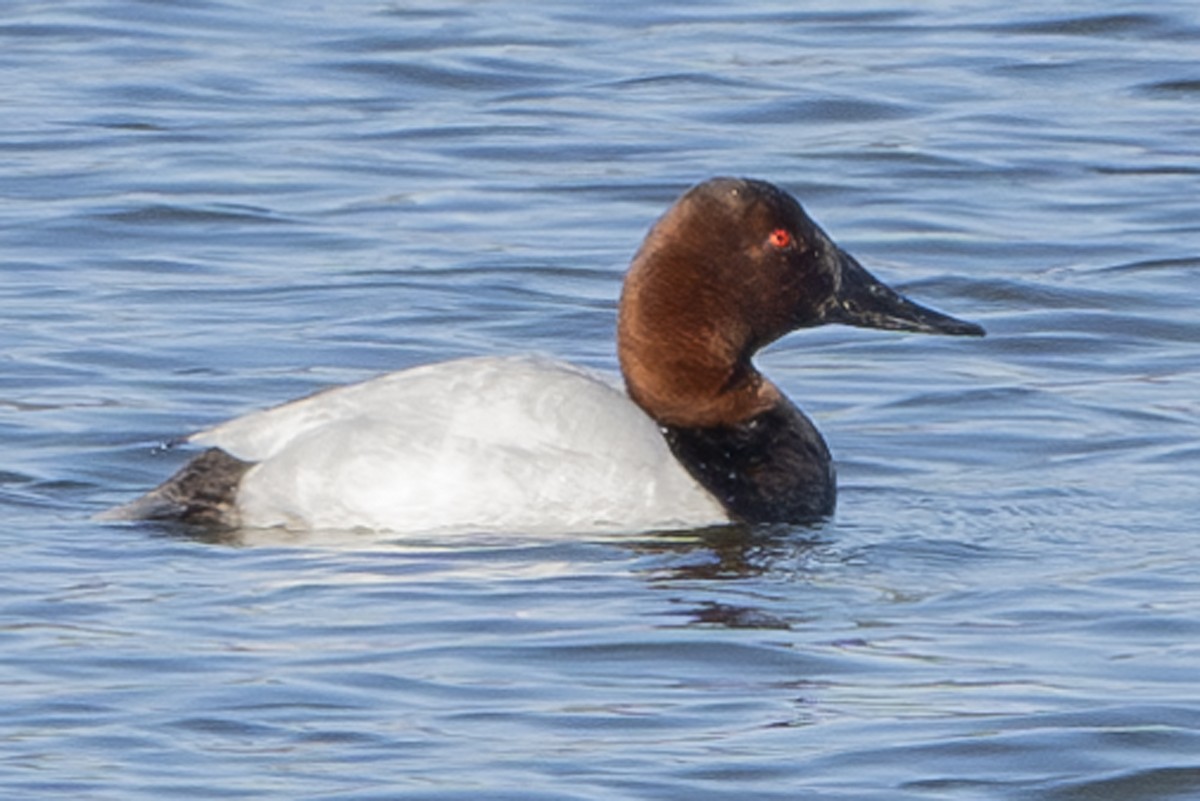 Canvasback - Michael Linz