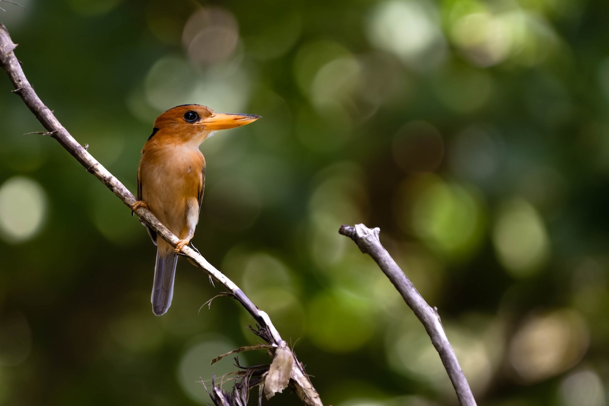 Yellow-billed Kingfisher - ML613747417