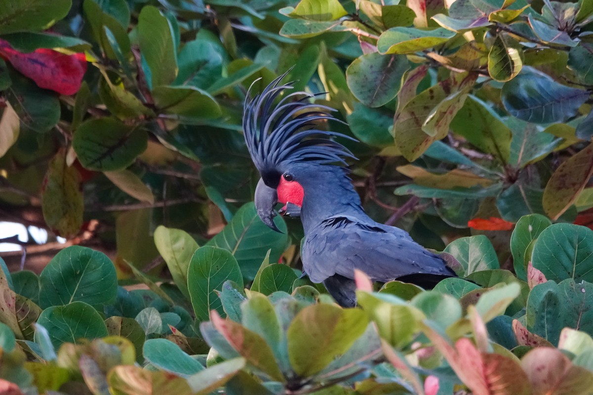 Cacatúa Enlutada - ML613747467