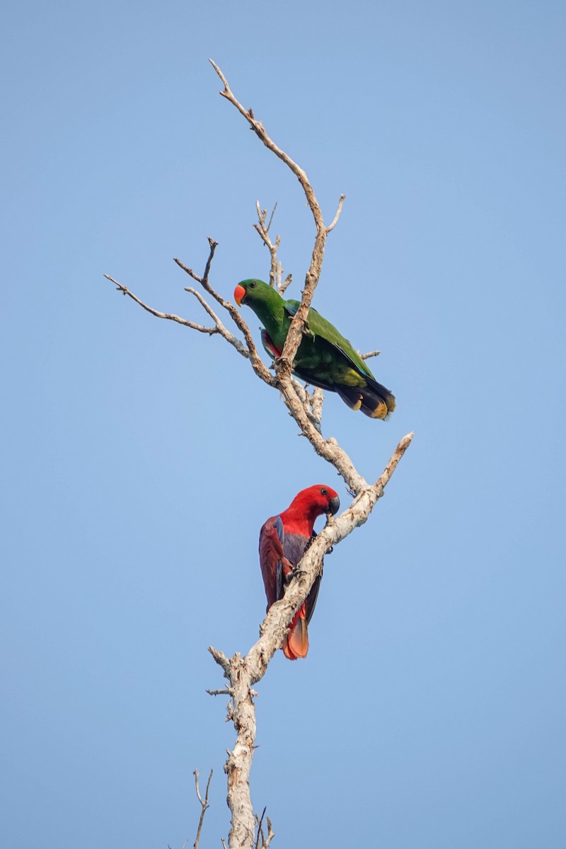 Loro Ecléctico de Nueva Guinea - ML613747474