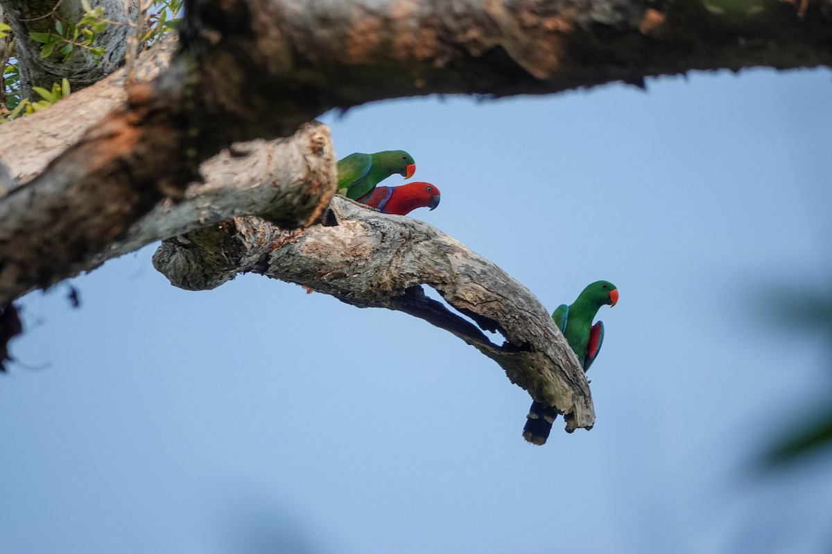 Loro Ecléctico de Nueva Guinea - ML613747475