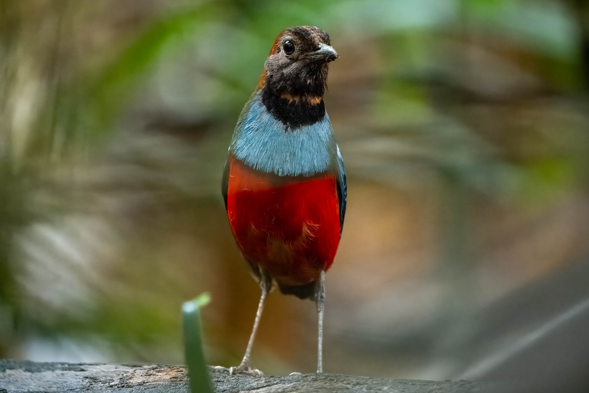 Papua-Blaubrustpitta - ML613747498