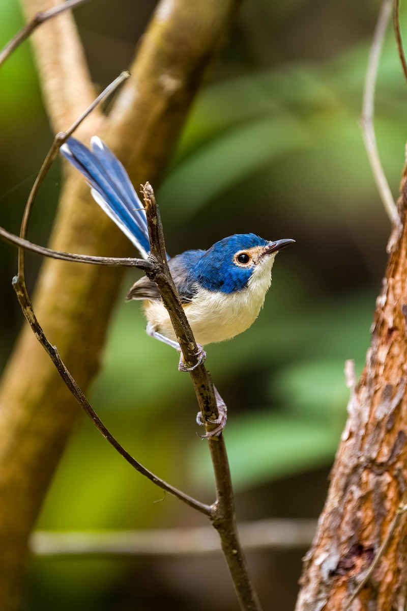 Lovely Fairywren - Claire Watson