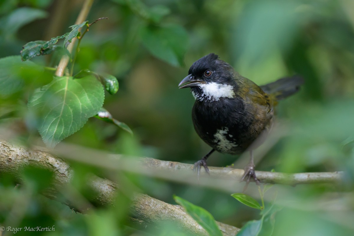 Eastern Whipbird - ML613747610