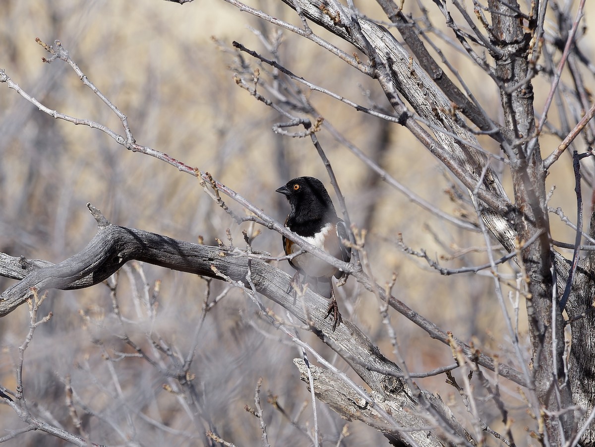 Spotted Towhee - ML613747619