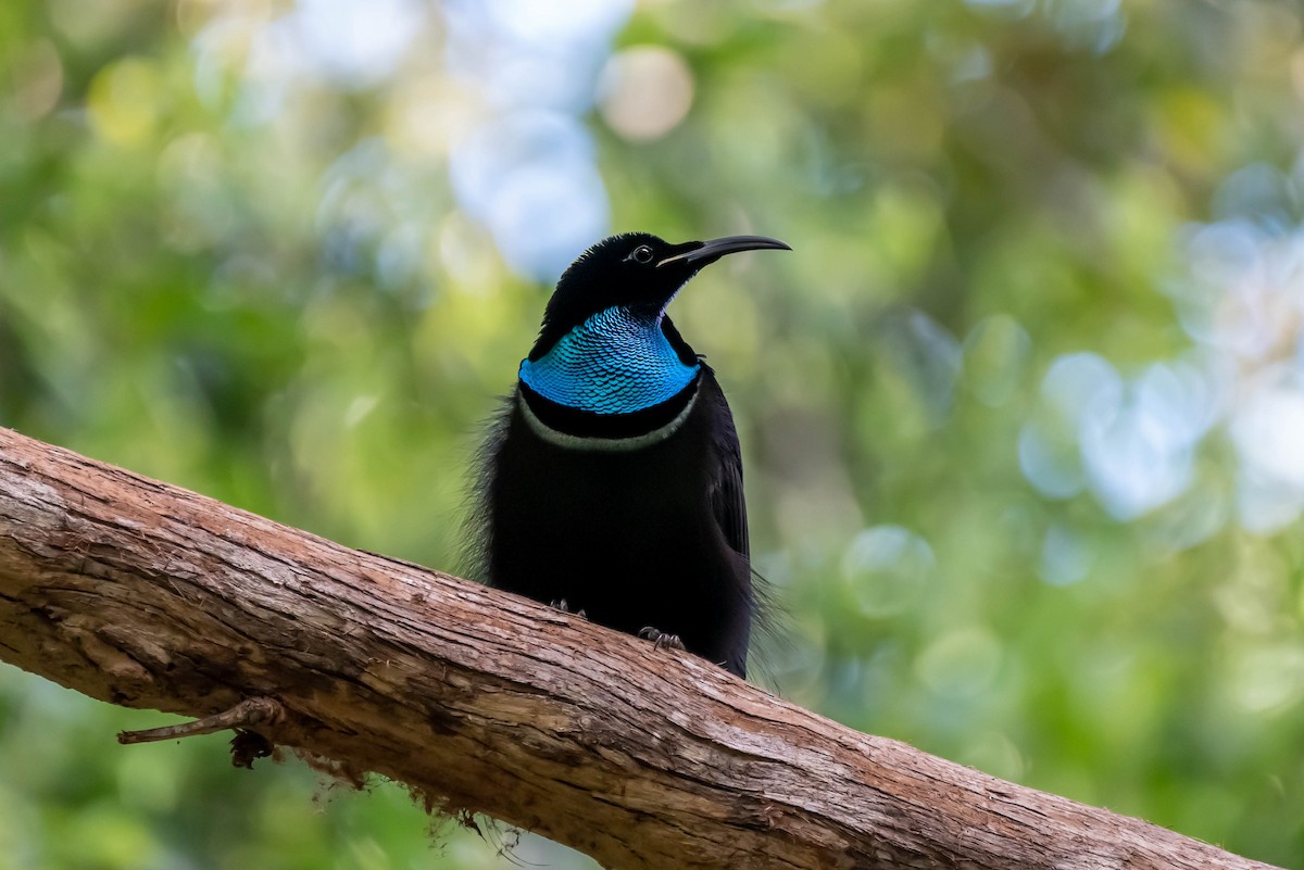 Magnificent Riflebird - ML613747655