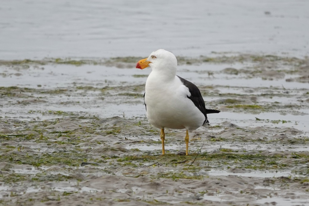 Pacific Gull - ML613747672