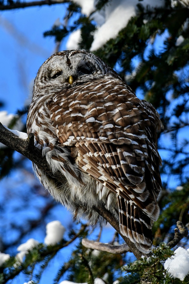 Barred Owl - ML613747704