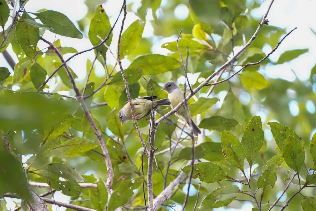 Yellow-legged Flyrobin - ML613747711