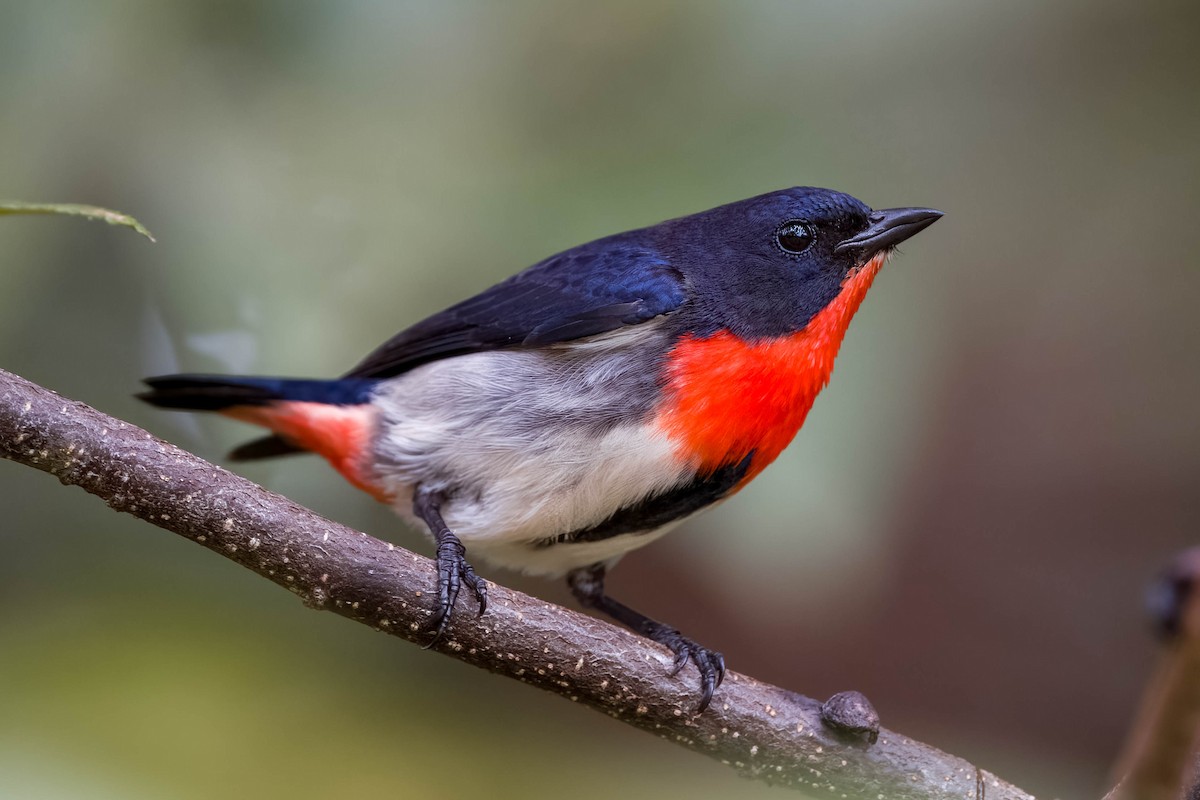 Mistletoebird - ML613747758