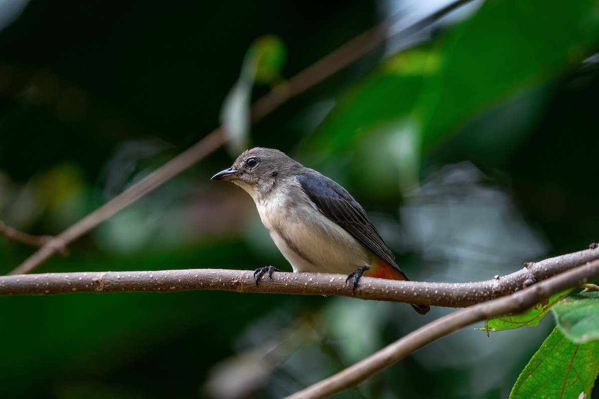 Mistletoebird - ML613747759