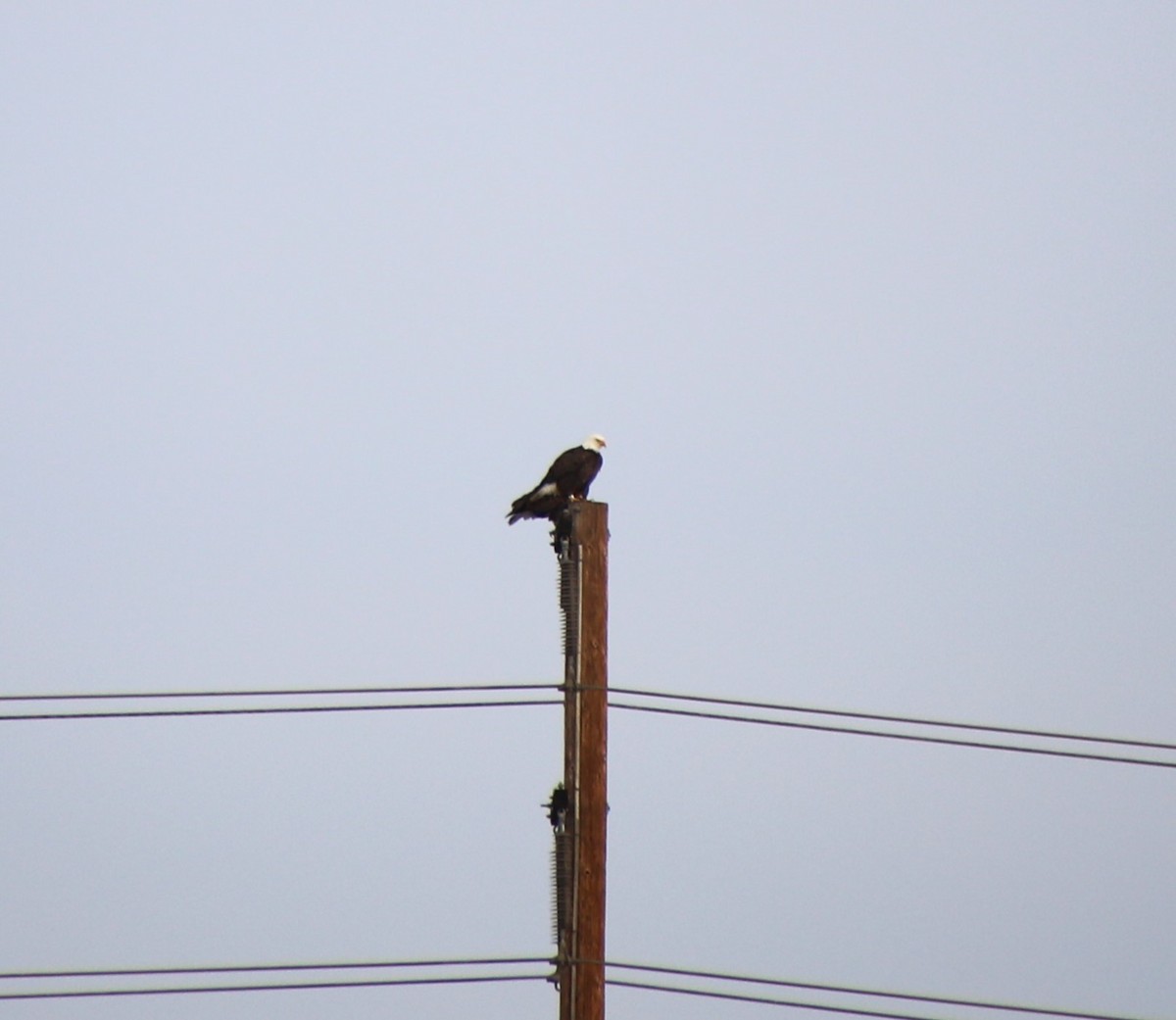 Bald Eagle - ML613747802