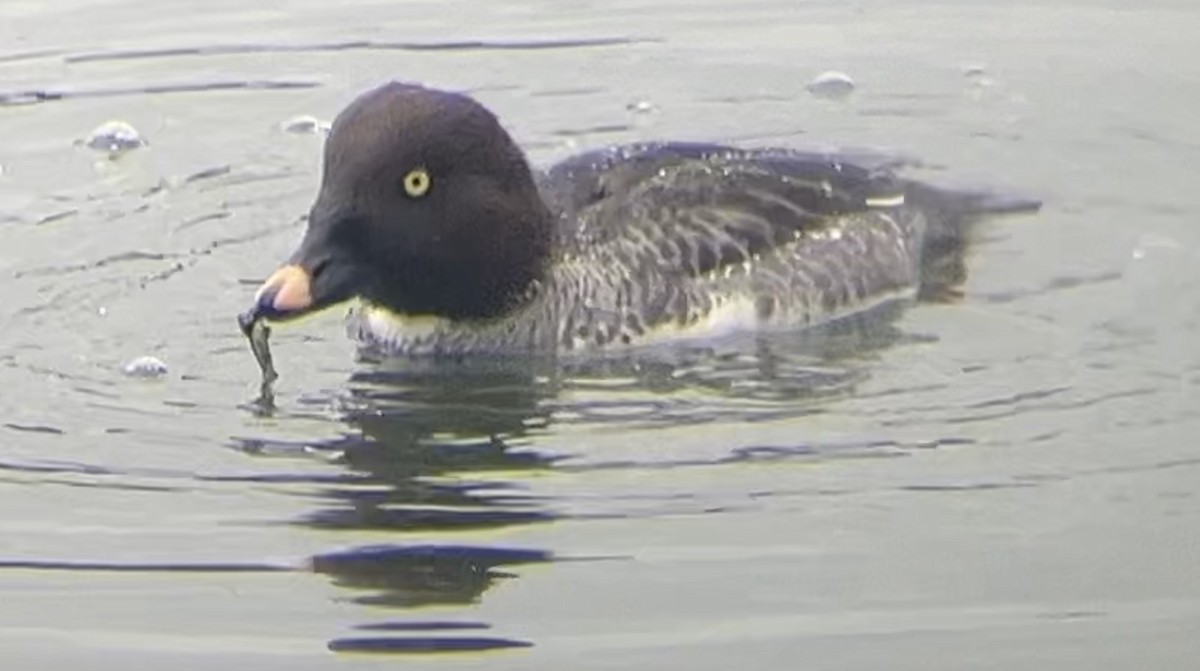 Common Goldeneye - ML613747811