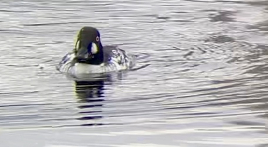 Common Goldeneye - ML613747812