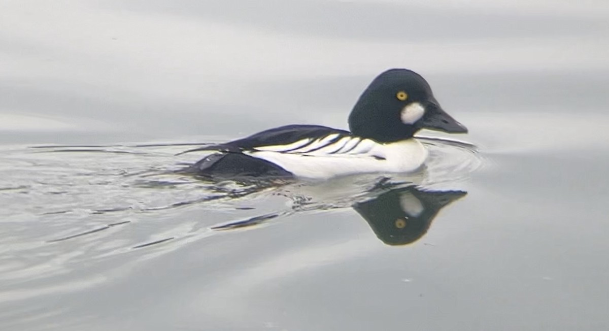 Common Goldeneye - ML613747813