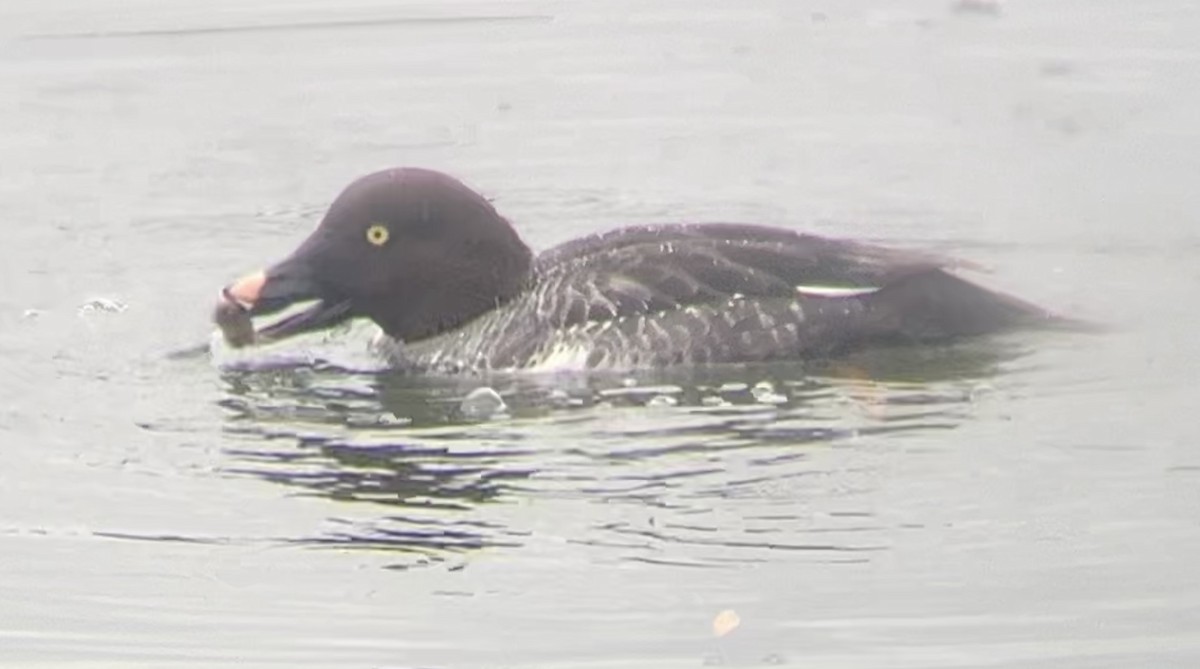 Common Goldeneye - Lyla Arum